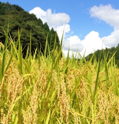 harvest -rice-